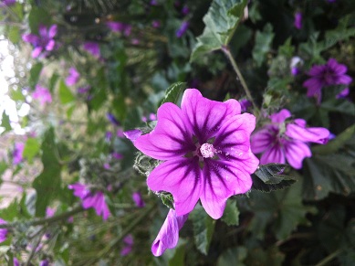 Malva sylvestris